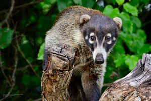 Coati_on_ Log_in_ Green_ Foliage_ Background Wallpaper