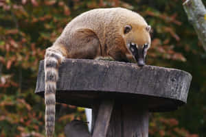 Coati_on_ Wooden_ Platform.jpg Wallpaper