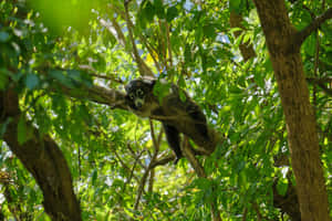 Coati Restingin Treetop Wallpaper