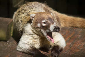 Coati Yawningon Wooden Platform Wallpaper