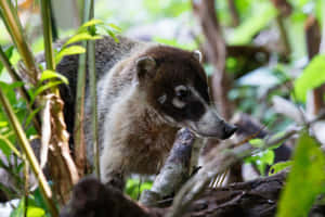 Coatiin Natural Habitat.jpg Wallpaper