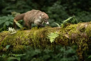 Coation Mossy Login Forest.jpg Wallpaper