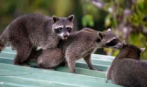 Coatis_on_ Green_ Roof Wallpaper