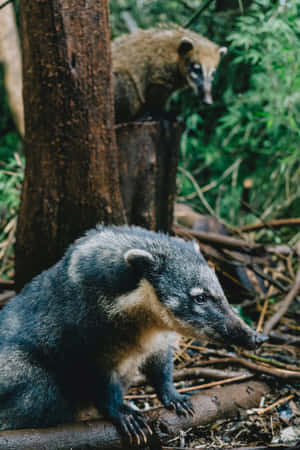 Coatisin Natural Habitat.jpg Wallpaper