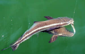 Cobia Caughton Line.jpg Wallpaper