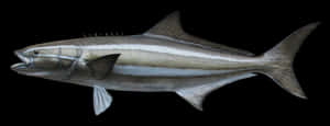 Cobia Fish Isolatedon Black Background Wallpaper