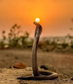 Cobra In Savannah Sunset Wallpaper