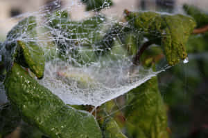 Cobweb-covered Tree In The Forest Wallpaper