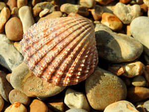 Cockle Shellon Pebbled Beach Wallpaper