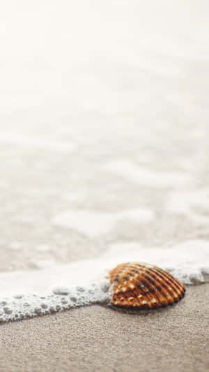 Cockle Shellon Sandy Beach Wallpaper