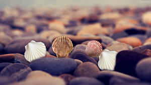 Cockle Shellson Pebble Beach Wallpaper