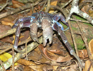 Coconut Crab Amidst Forest Floor Wallpaper