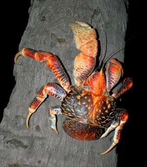 Coconut Crab Climbing Tree Wallpaper