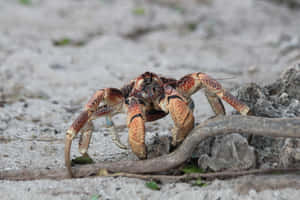 Coconut Crab On Beach Wallpaper