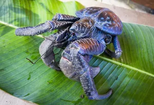 Coconut Crab On Green Leaf Wallpaper