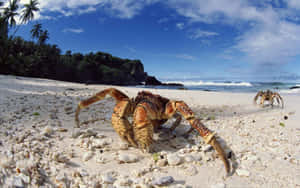 Coconut Crab On Tropical Beach Wallpaper