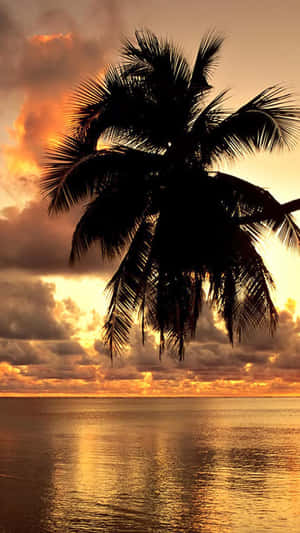 Coconut Silhouette On Sunset Beach Tropical Iphone Wallpaper