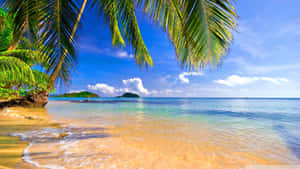 Coconut Tree 1920x1080 Hd Beach Wallpaper