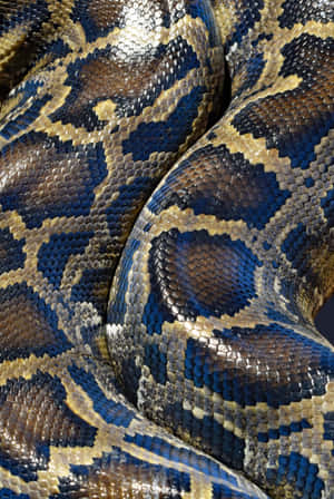 Coding With Python Wallpaper