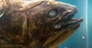 Coelacanth Close Up Wallpaper