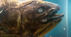 Coelacanth Close Up Wallpaper