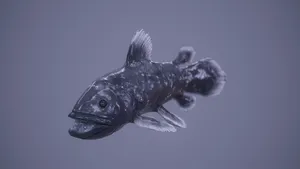 Coelacanth Fish Underwater Wallpaper