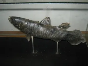 Coelacanth Modelon Display Wallpaper