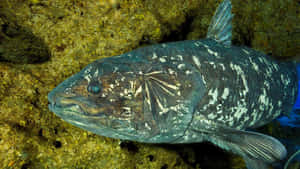 Coelacanthin Natural Habitat Wallpaper