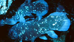 Coelacanthin Natural Habitat Wallpaper