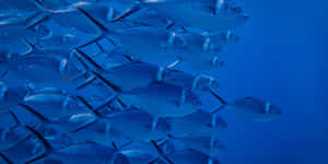 Coherent Fish In The Water Wallpaper