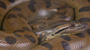 Coiled Anaconda Closeup Wallpaper