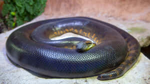 Coiled Anaconda Resting Wallpaper