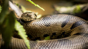 Coiled Anacondain Habitat.jpg Wallpaper