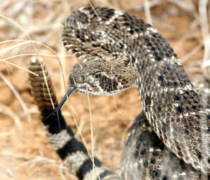 Coiled Rattlesnake Alert Wallpaper