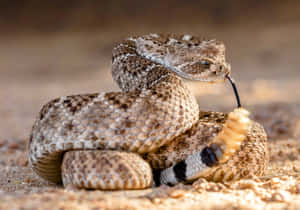 Coiled Rattlesnake Portrait Wallpaper