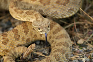 Coiled Rattlesnake Readyto Strike Wallpaper