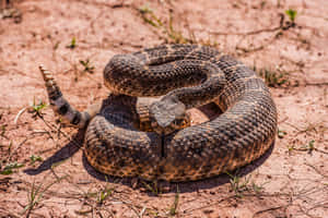 Coiled Rattlesnake Readyto Strike.jpg Wallpaper