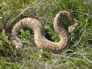 Coiled Rattlesnakein Grass.jpg Wallpaper