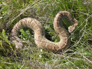 Coiled Rattlesnakein Grass.jpg Wallpaper