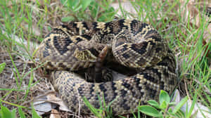 Coiled Rattlesnakein Natural Habitat.jpg Wallpaper