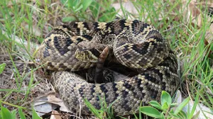 Coiled Rattlesnakein Natural Habitat.jpg Wallpaper