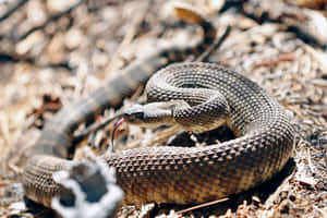 Coiled Rattlesnakein Natural Habitat.jpg Wallpaper