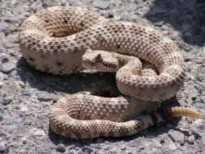 Coiled Rattlesnakeon Ground.jpg Wallpaper