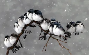 Cold Birds In Winter Storm Wallpaper