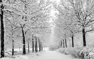 Cold Snowy Park Path Wallpaper