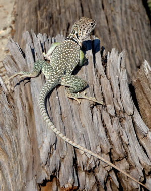 Collared Lizard Cut Woods Wallpaper