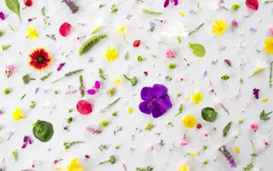 Collection Of Small Chic Flowers And Plants Wallpaper