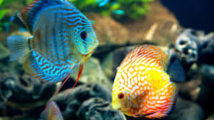 Colorful 3d Fish Swimming In Vibrant Underwater World Wallpaper