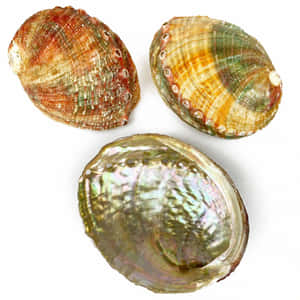 Colorful_ Abalone_ Shells_ Top_ View Wallpaper