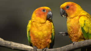 Colorful Abstract Background Wallpaper